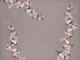 Climbing Roses Romance Brown Greige