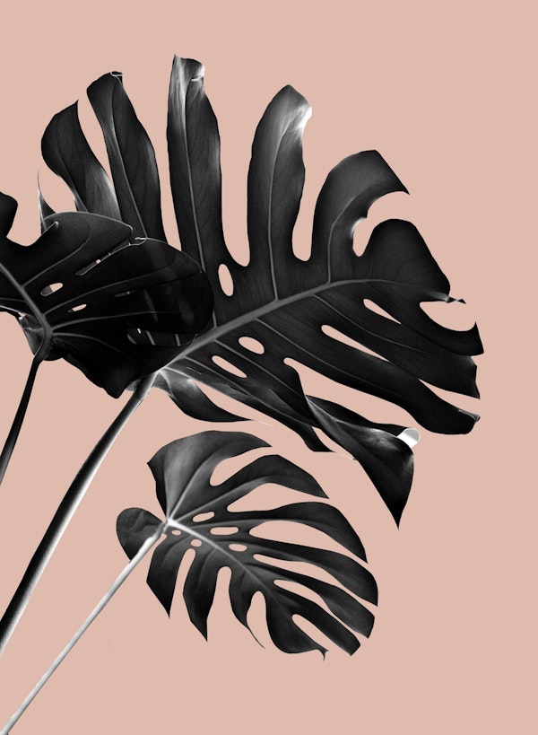 Tropical Monstera Finesse 3