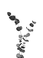 Eucalyptus Leaves Dream 2 behang