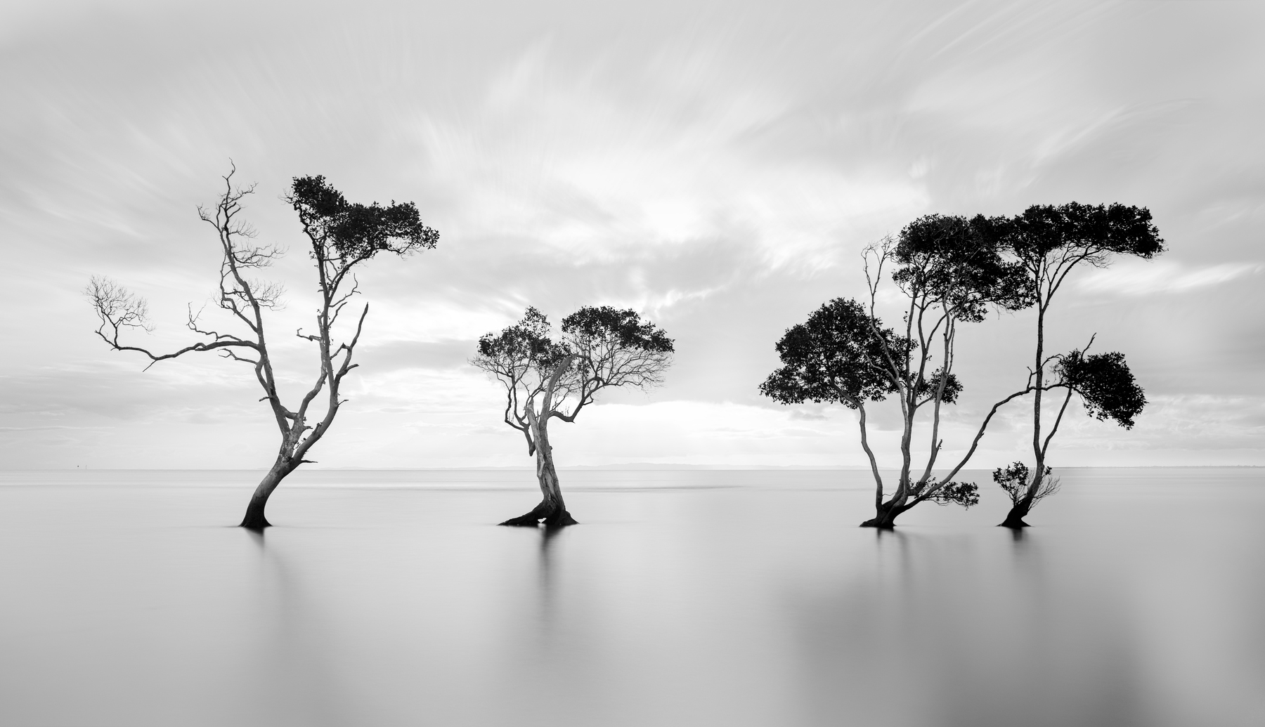 Фотообои деревья серые