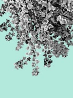 Ivy Delight 6 wallpaper