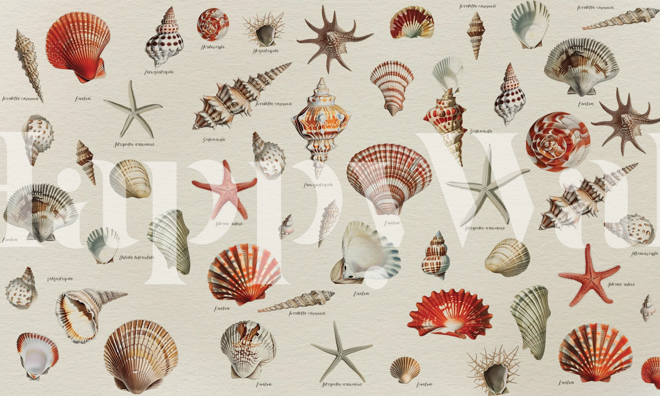 Vintage Seaside Shells Collection tapeta u sobi