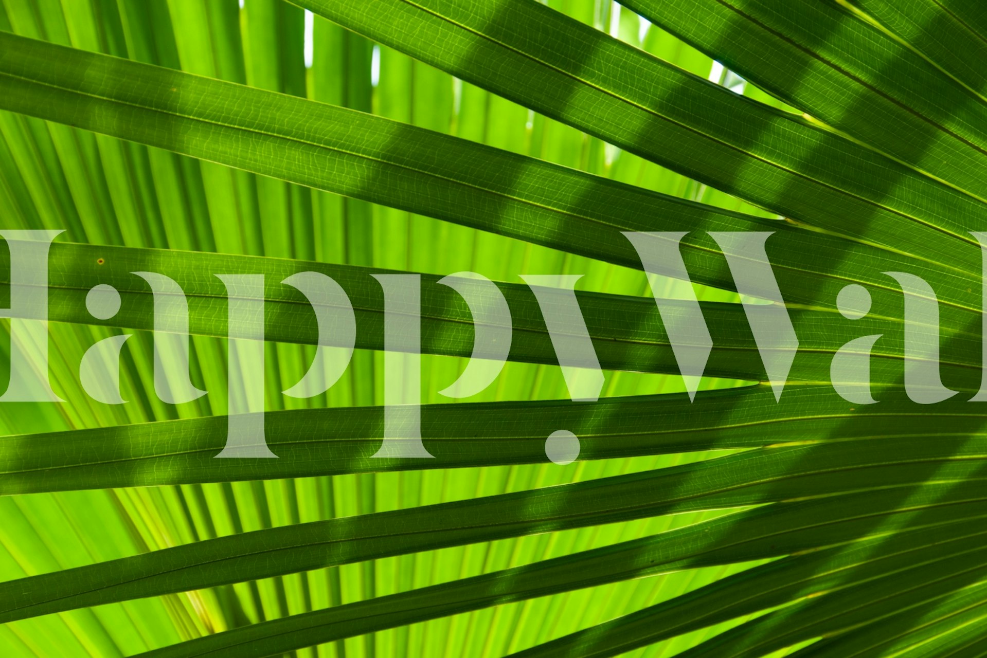 Close-up of green palm leaves with lines and shadows wallpaper