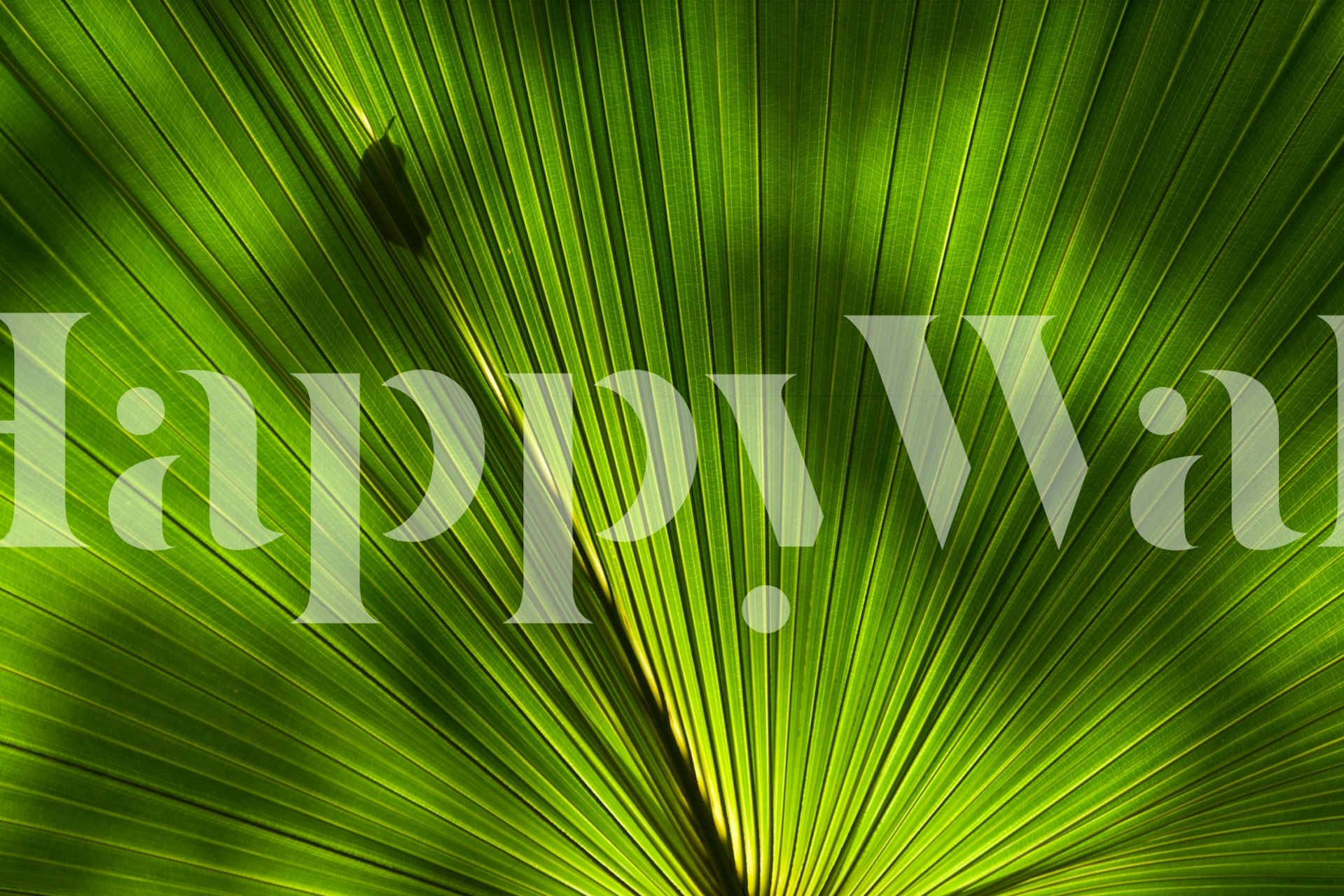 Palm Shadow 02 wallpaper in a room