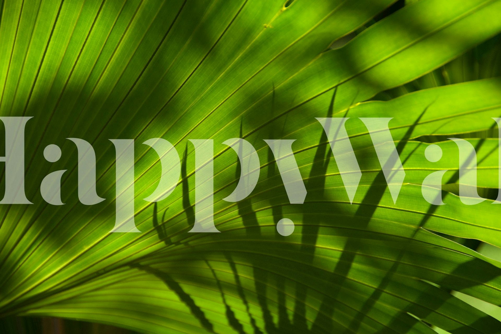 Palm Shadow 03 wallpaper in a room