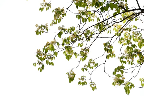 Tree Foliage 01