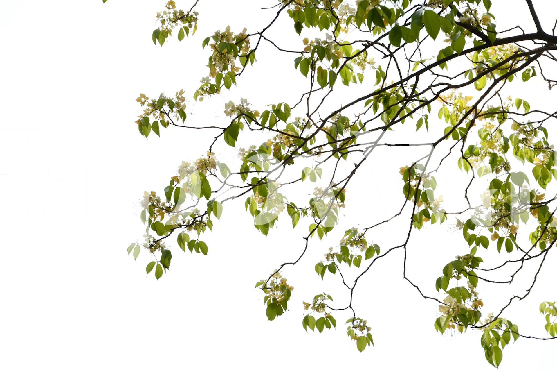 Papier peint Tree Foliage 01 dans un cadre de pièce