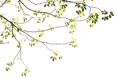 general.design-type-header-mural
