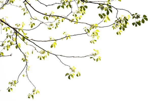 Tree Foliage 02