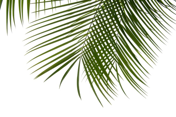 Palm Foliage 01
