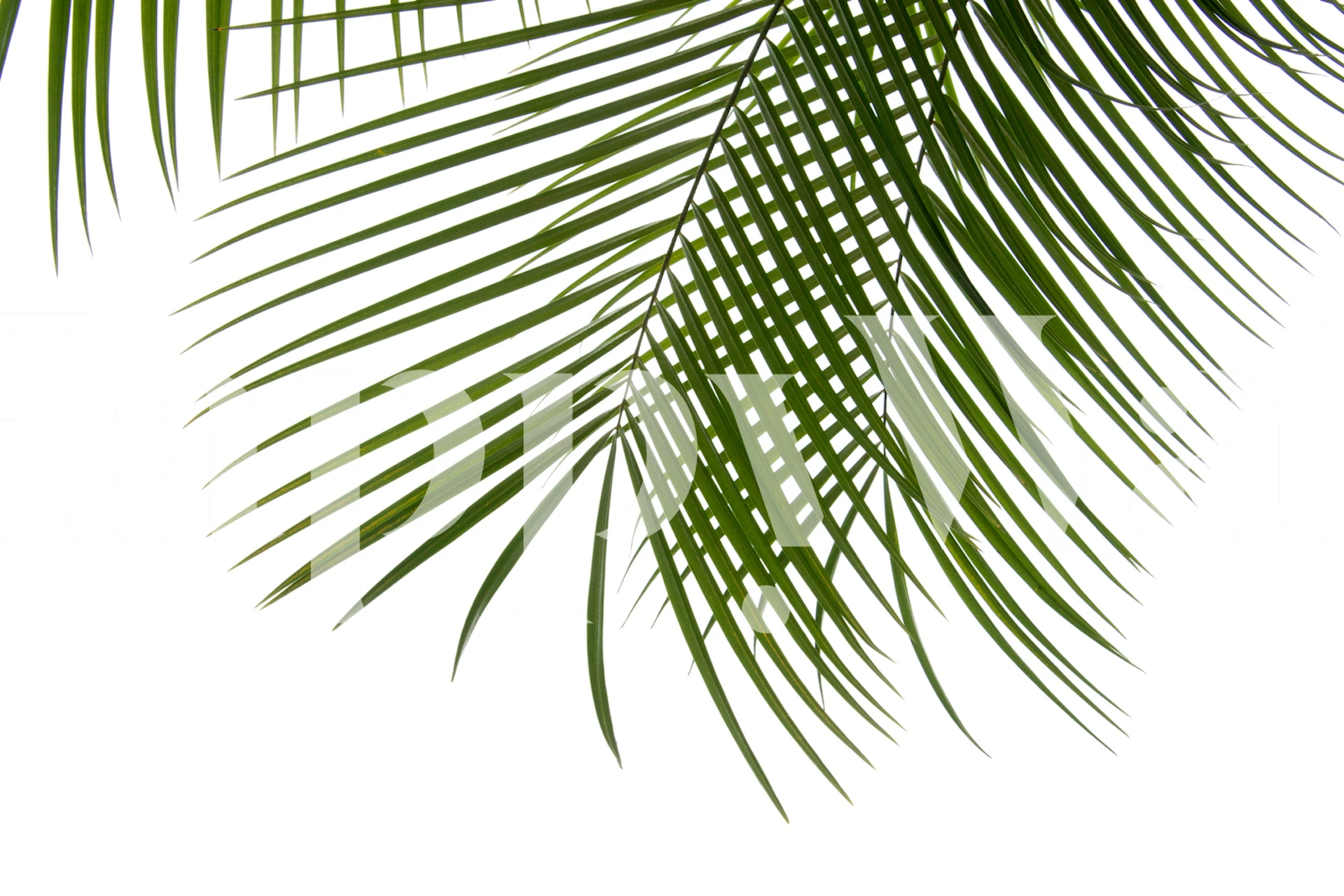 Palm foliage wallpaper design in a room