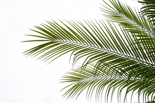 Palm Foliage 02