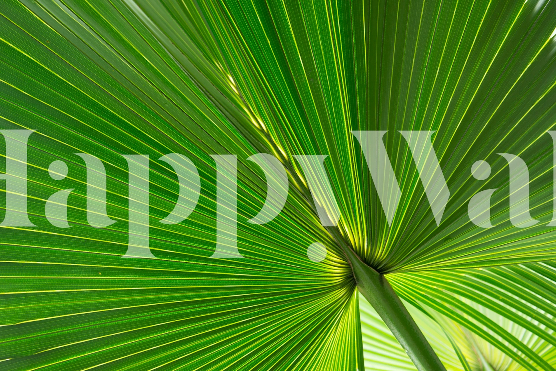 Carta da parati Fan Palm Leaf 01 in una stanza elegante