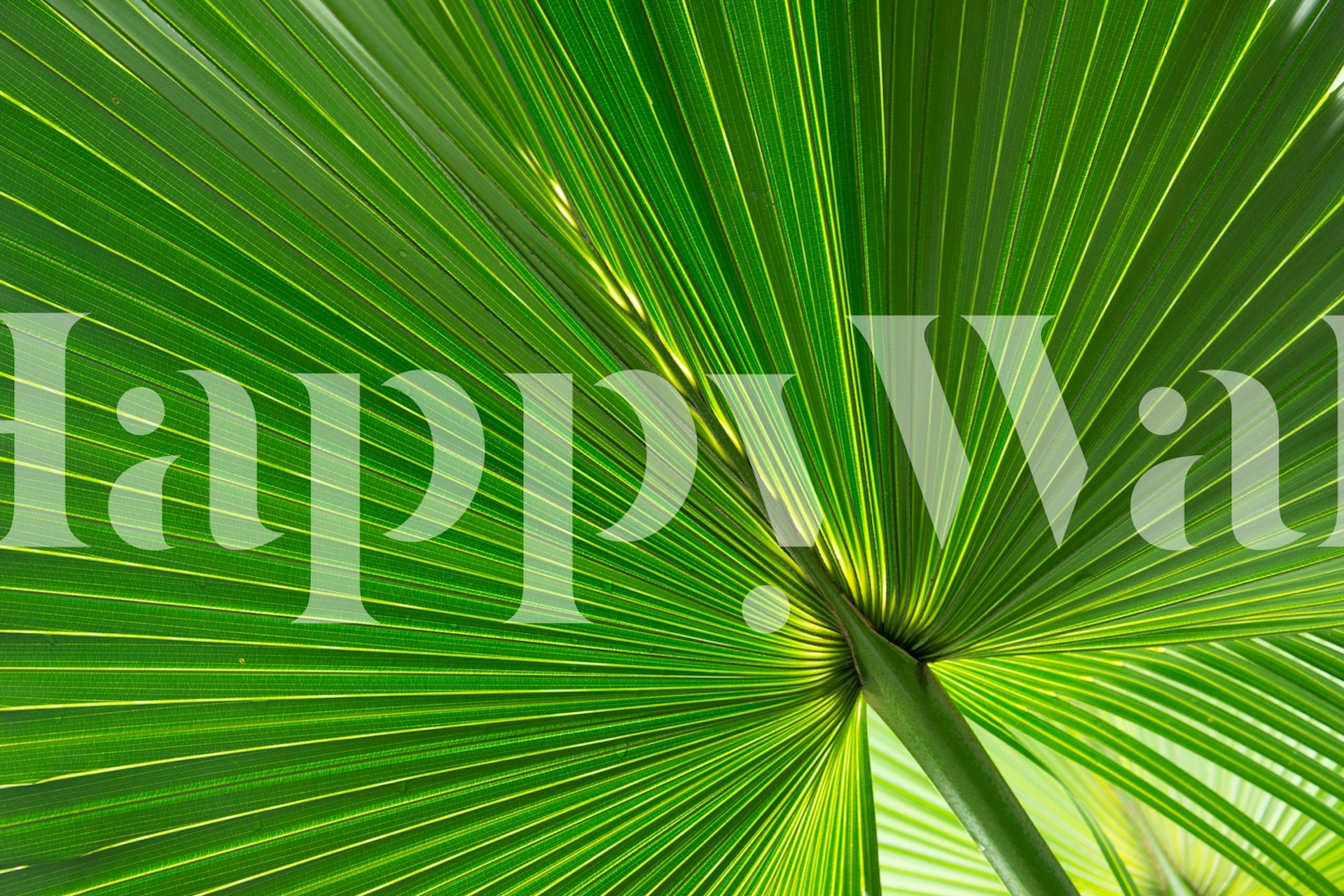 Fan Palm Leaf wallpaper in a stylish room