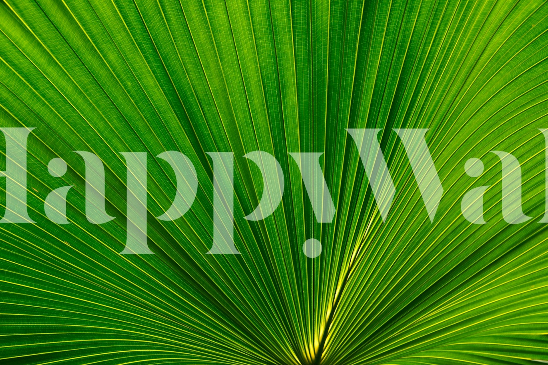 Green palm leaf with radial patterns and textures wallpaper