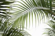 Palm Foliage I