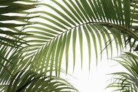Palm Foliage I behang
