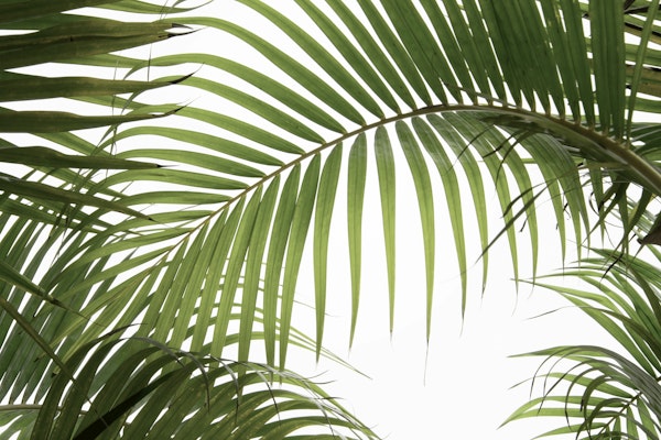 Palm Foliage I