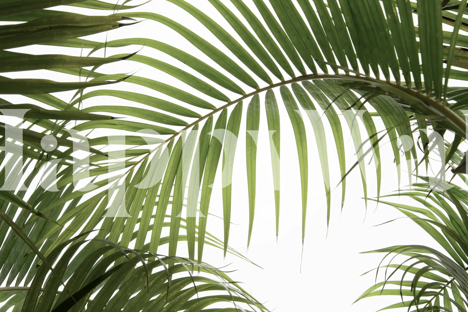 Palm leaves wallpaper en una habitación