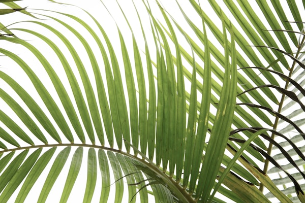 Palm Foliage II