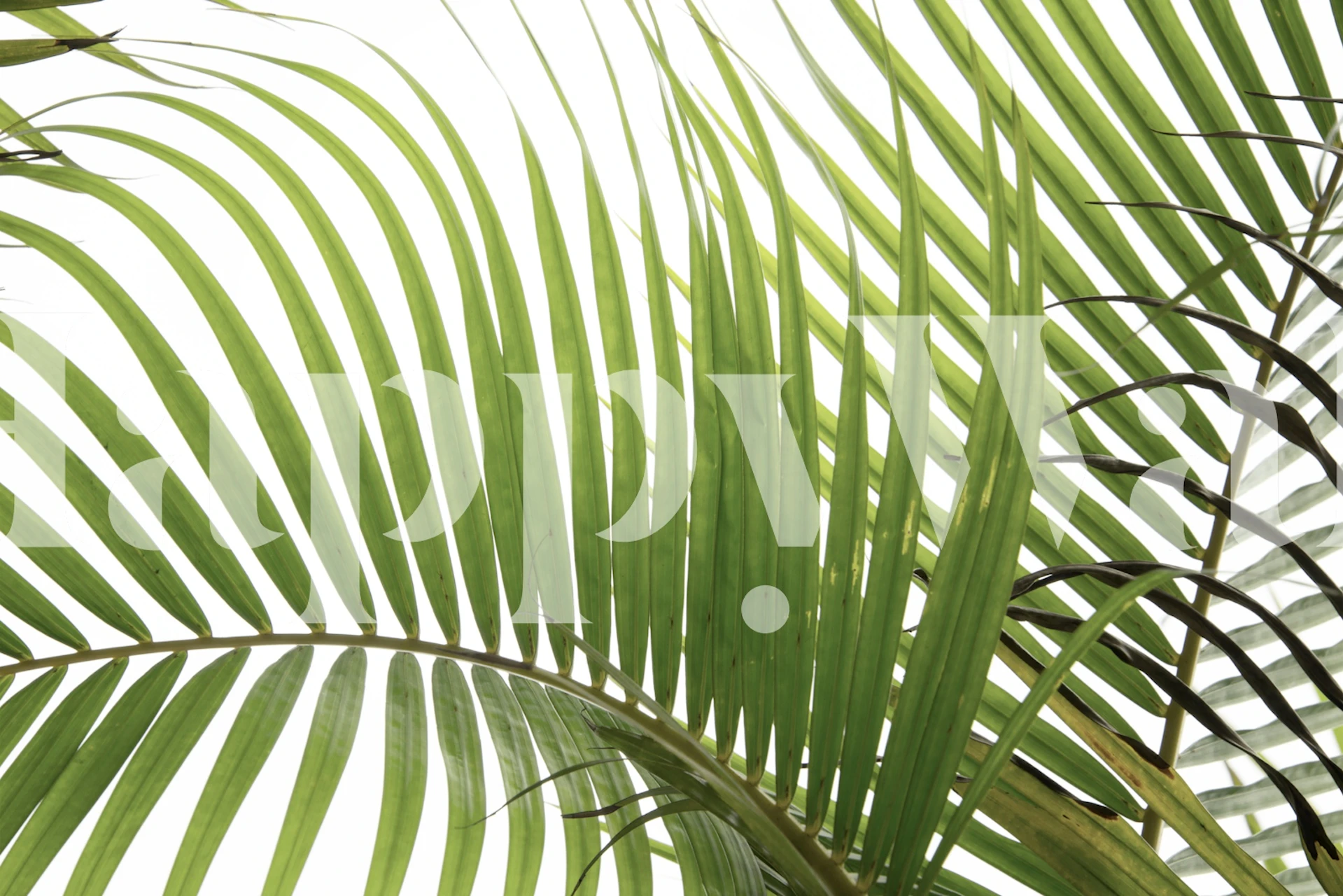 Palm Foliage II tapet i et rom