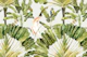 Exotic Jungle Canopy - Cockatoo and Parrot