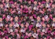 Magenta Blossom Romance