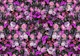 Purple Petals Symphony
