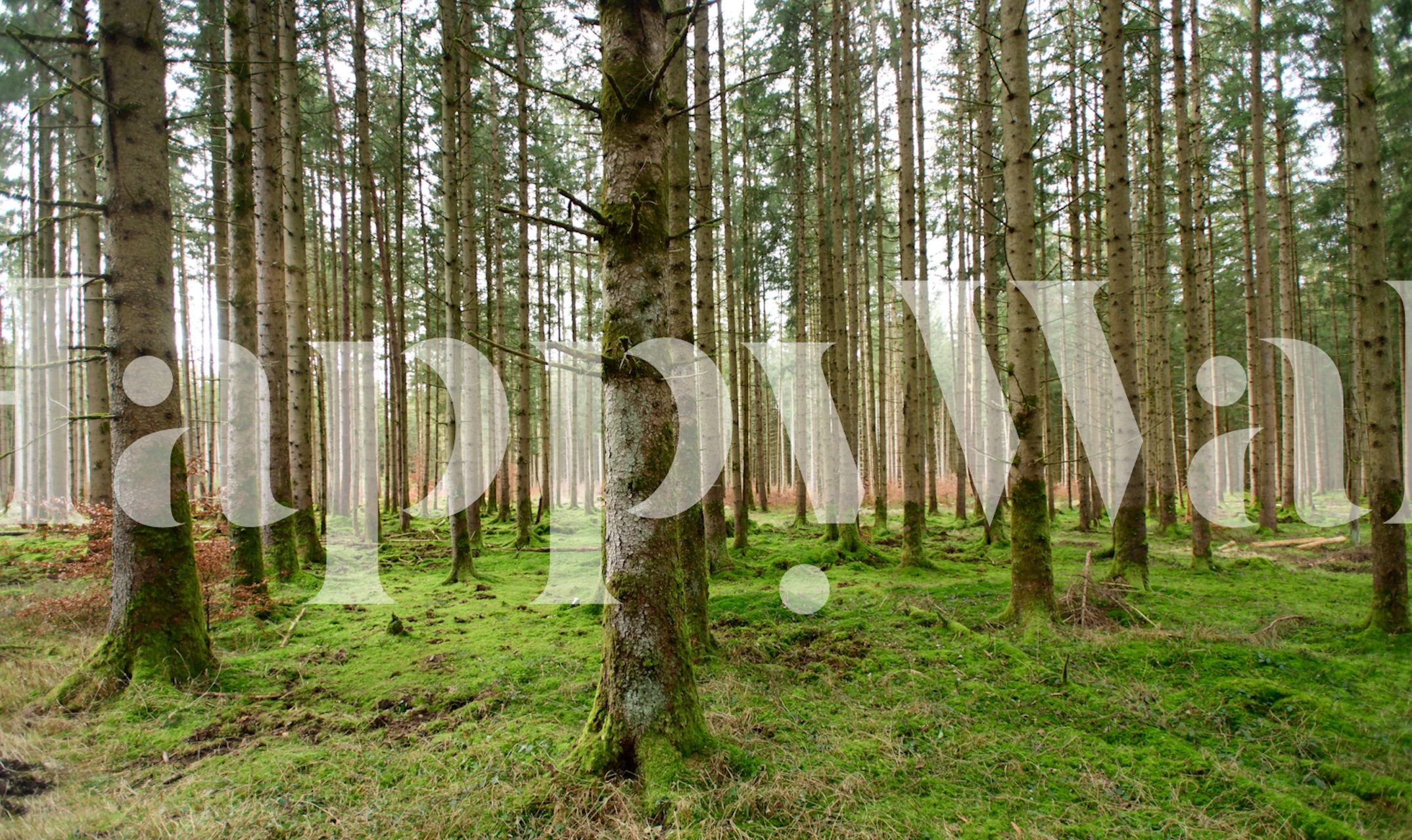 Evergreen forest wallpaper in een kamer