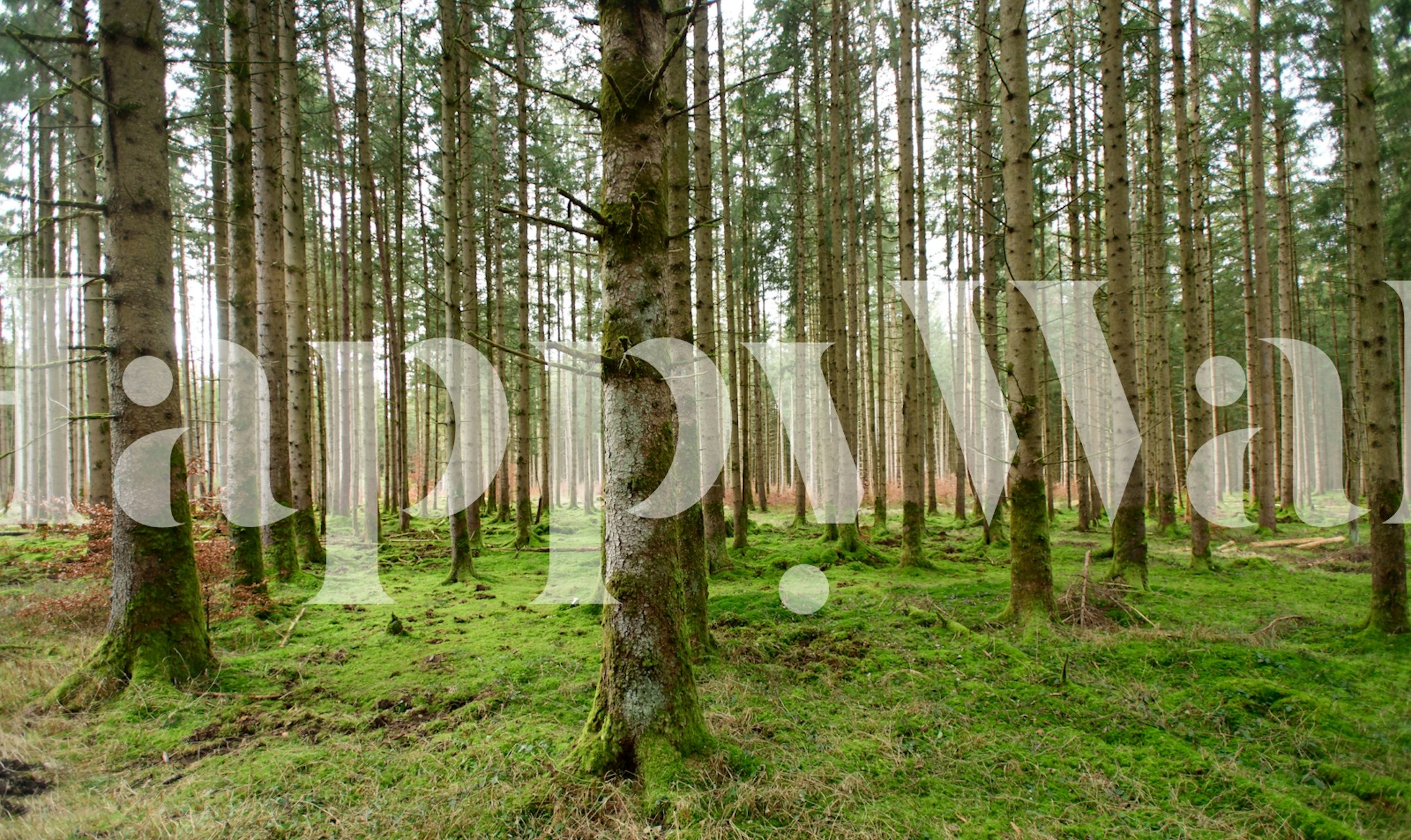 Tapeta Evergreen forest v místnosti