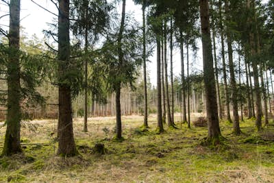 Τοιχογραφία