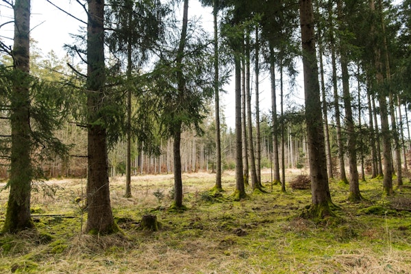 Evergreen Forest Bliss 2