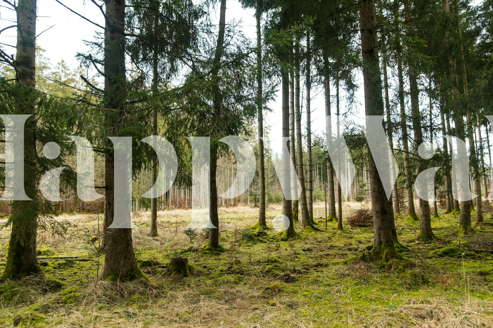 Evergreen forest wallpaper i ett rum