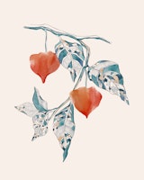 Serene Physalis wallpaper