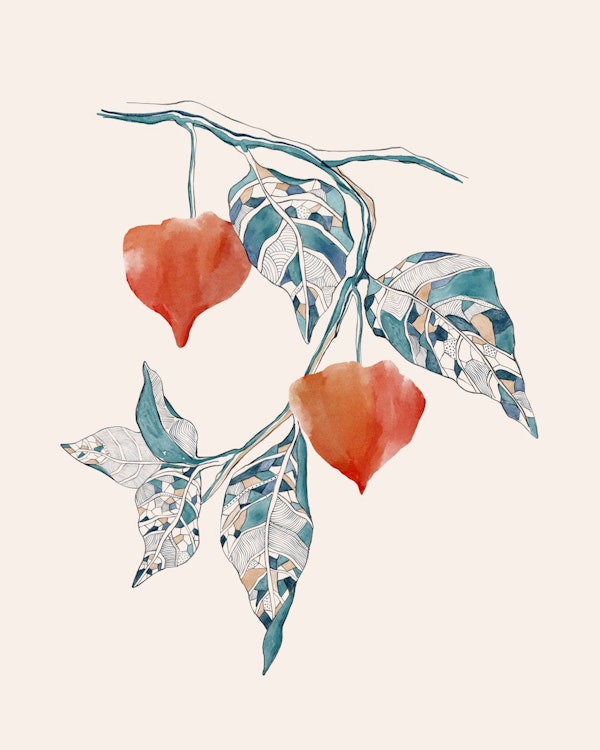 Serene Physalis