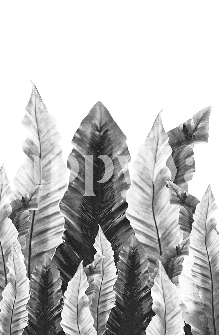 Black and white tropical leaves wallpaper