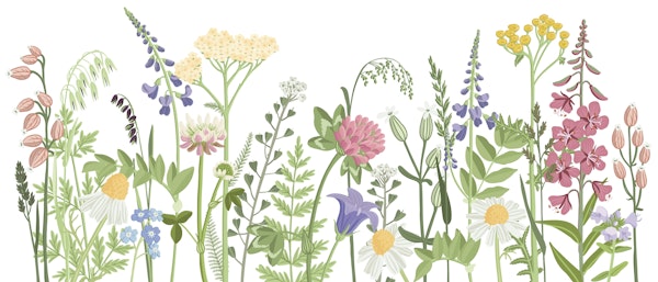 Fresh Spring Wildflowers