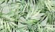 Tropical Leaves Dance Green