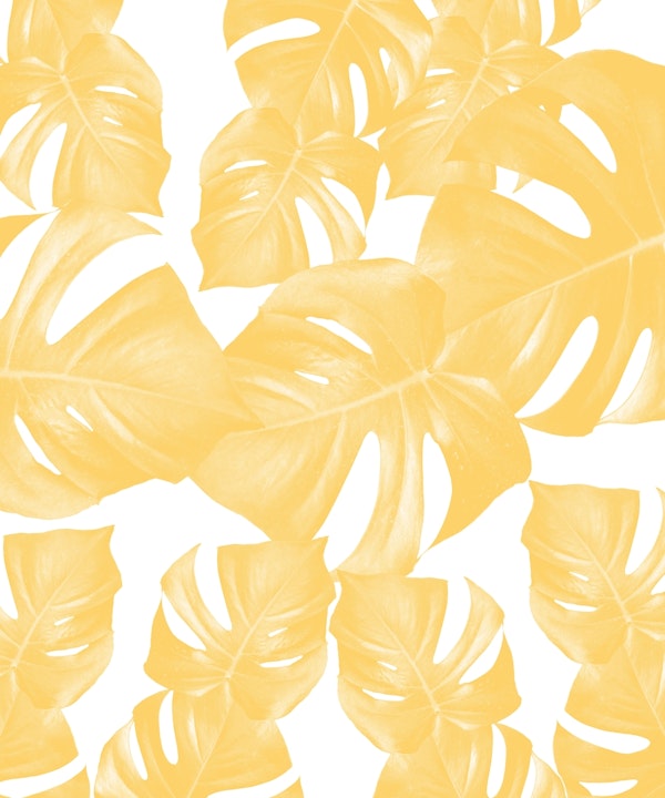 Monstera Leaves Yellow 1