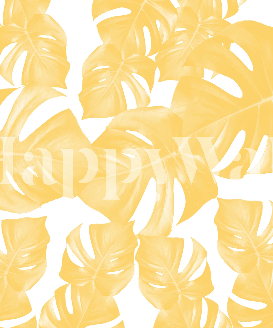 Gelbe Monstera Blätter auf weißem Hintergrund Tapete