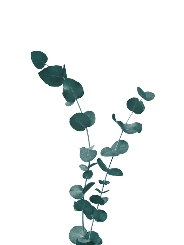 Eucalyptus Leaves Dream 3