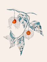 Ground Cherry wallpaper