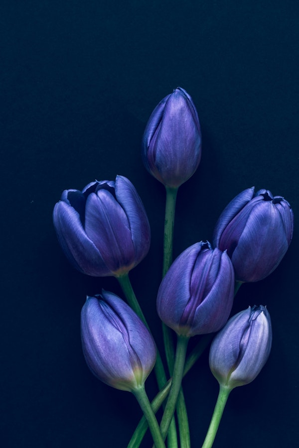 Five Blue Tulips