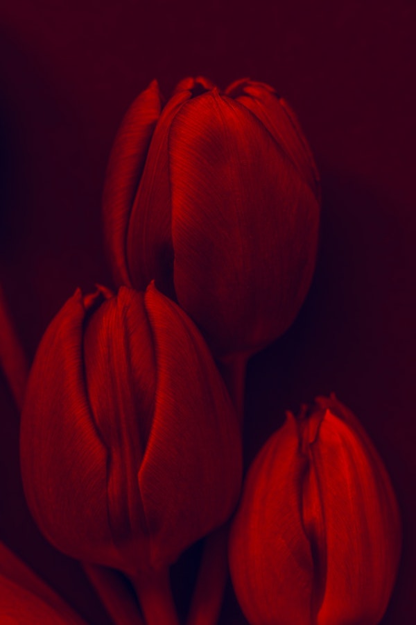 Three Red Tulips