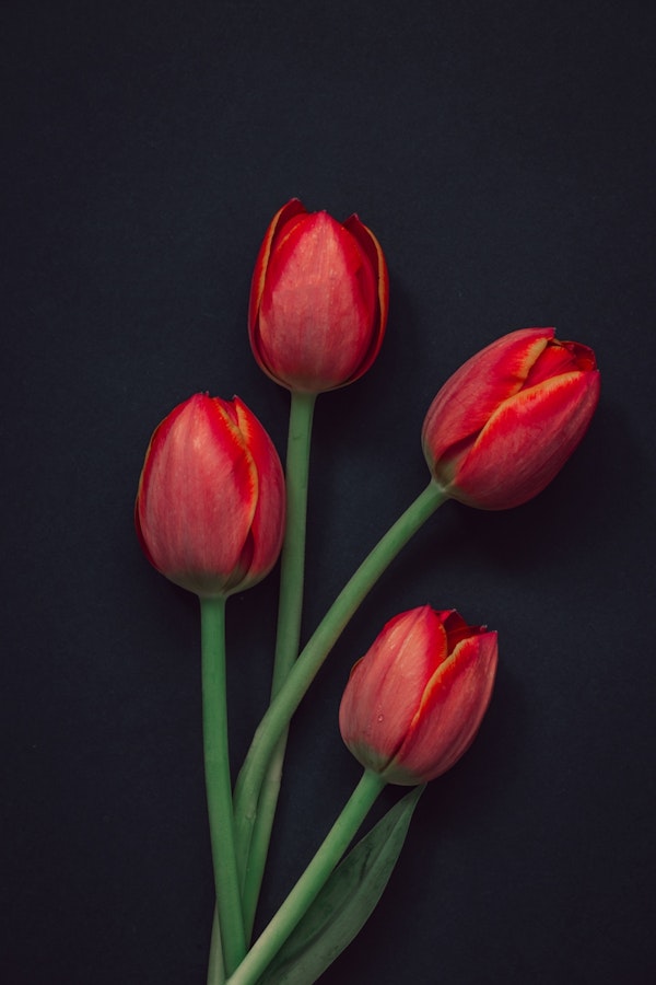Elegant Red Tulips