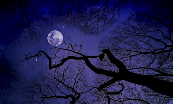 Starry Forest Sky Painting