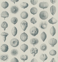 Synthetic Sea Urchins - Teal & Ivory tapetit