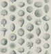 Synthetic Sea Urchins - Teal & Ivory