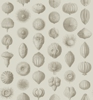 Synthetic Sea Urchins - Chino & Ivory tapetit