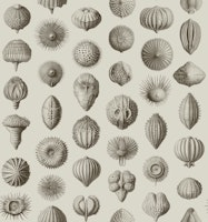 Synthetic Sea Urchins - Umber & Ivory tapetit